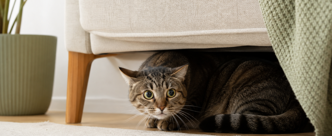 Estresse felino: sinais sutis que o tutor confunde com manha